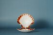 white and yellow scallop seashell on blue background. Minimalistic tropical vacation in exotic seaside