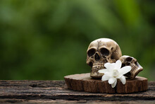 Tuberose Flowers And Old Skull On Nature Background.