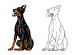 Cute dobermann drawing for coloring book. Isolated illustration with the elegant dog. Black doberman pinscher drawing.