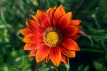 Orange Flower In The Garden