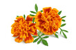 fresh marigold or tagetes erecta flower isolated on white background with full depth of field.