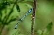 Little blue damselfly Coenagrion puella (Azure damselfly) sitting on a stem in a green meadow
