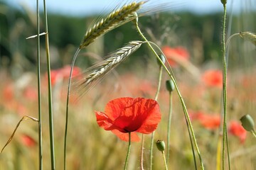 Canvas Print - Close up of a red poppy in a field with ears of wheat