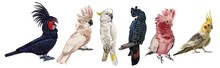 A Large Set Of Cockatoo Parrots. Realistic Illustration Of Parrot Species. Macaw, Black Cockatoo, Corella, Palm Cockatoo.