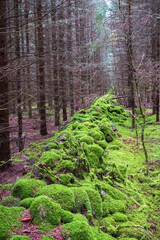 Sticker - Stone wall covered with green moss in the forest