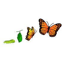 Butterfly Life Cycle Vector Illustration Clipart 