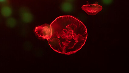 colorful red jellyfish floating in the dark with glowing neon effect