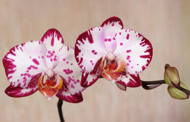 Wall Mural - White-burgundy with stripes and spots Phalaenopsis orchid flowers, Bernadette variety, selective focus, horizontal orientation.