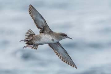 A balearic shearwater (Puffinus mauretanicus) flying in in the Mediterranean Sea and diving to get fish