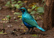 One glossy greater blue-eared starling on the ground