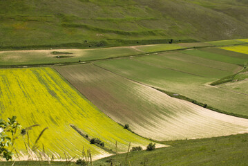 Summertime in Castelluccio di Norcia