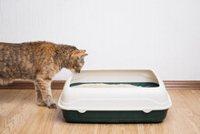 Domestic Ginger Cat Looking At Litter Box. Hygiene For Pets.