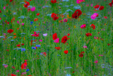 Fototapeta  - Poppy Garden 