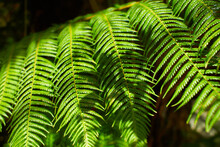 Fern Leaves With Beautiful Pattern Under Bright Light In Summer In A Mountain Forest