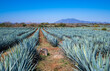 canvas print picture - Blue Agave field in Tequila, Jalisco, Mexico