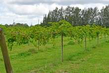Rows Of Muscadine Grapes Growing On The Vine At Wine Vineyard