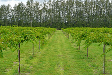 Rows Of Muscadine Grapes Growing On The Vine At Wine Vineyard