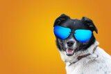 Fototapeta  - A funny dog dressed sunglasses on the yellow or illuminating background. Summer holidays concept. A mongrel dog sunbathes.