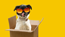 A Funny Dog Dressed Sunglasses On The Yellow Or Illuminating Background. Summer Holidays Concept. A Mongrel Dog Sunbathes.