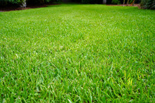 Green Field Of St. Augustine Grass.