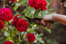 A Beautiful Red Rose In The Gardener's Hand. A Woman With Garden Pruners Cuts Off Dry Buds. Care Of Plants In The Garden.