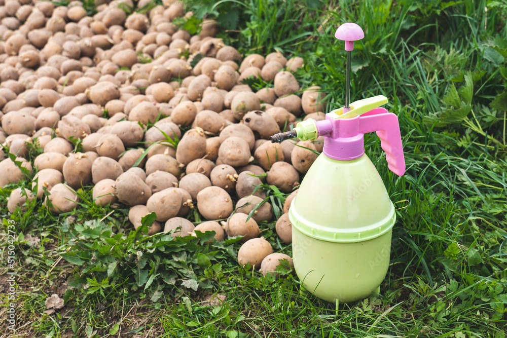 Potato Insecticides spraying of potato tubers before planting from pests, Treatment of ...