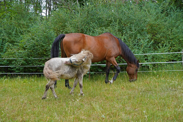 Trakehner Feldmeyer and Shetland pony Fredo at pasture