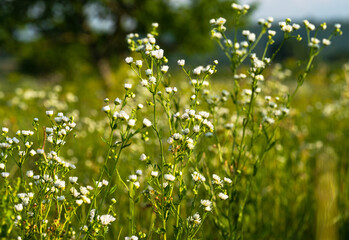 Poster - meadow flowers on a sunny day