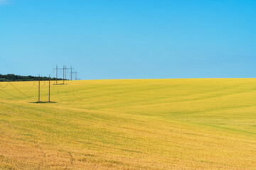 Poster - Ukrainian field of wheat on a sunny day