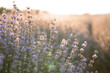 Leinwandbild Motiv summer background of wild grass and lavender flowers