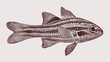 Sevenstriped cardinalfish ostorhinchus novemfasciatus, coral reef fish in side view