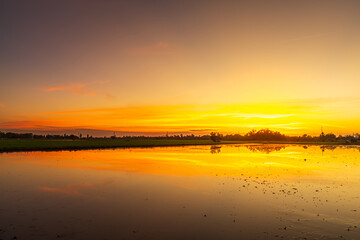 Scenic view landscape of cornfield in mud and water reflection with Twilight blue bright and orange yellow dramatic sunset sky in beach colorful cloudscape texture with white clouds air background.