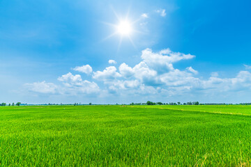 Scenic view landscape of Rice field green grass with field cornfield or in Asia country agriculture harvest with fluffy clouds blue sky daylight background.