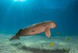 Big dugong and sea cow male in the deep of Red Sea of Egypt with remora and yellow fish