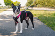 Young Boston Terrier standing outside, wearing a harness and leash with a chain.