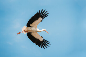 Adult European White Stork Flies In Blue Sky With Its Wings Spread Out.