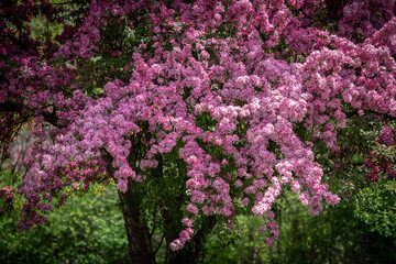 Wall Mural - pink crabapple tree blossoms 