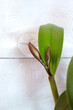 Cattleya buds in the initial stage of dissolution, selective focus, with space for an inscription, vertical orientation.