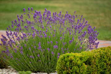 Wall Mural - Bright lavender flowers, selective focus. In a lavender field.