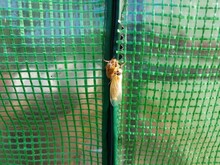 Cicada Insect Molting Skin On Green Plastic Outdoor