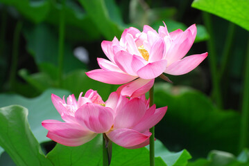 Wall Mural - close up on white lotus flower with green leaves