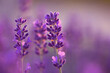 Bright lavender flowers, selective focus. In a lavender field.