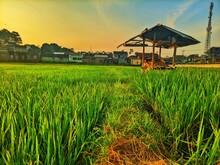 Sunset Panorama Of Agrarian Rice Fields Landscape In The Village Of Semarang, Central Java, Like A Terraced Rice Fields Ubud Bali Indonesia