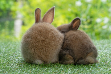 Adorable rabbits cuddly bunny looking at something sitting on green grass over bokeh nature background. Back off two baby brown bunny furry rabbits playful on green meadow. Easter animal pets concept.