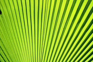 Close-up view of the Palm tree leaf.