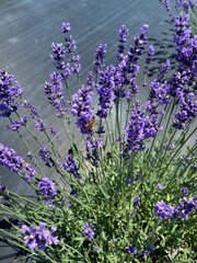 Lavender flowers bush