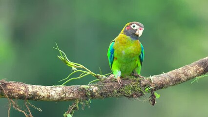 Wall Mural - a front view of a brown-hooded parrot perched on a branch at boca tapada in costa rica