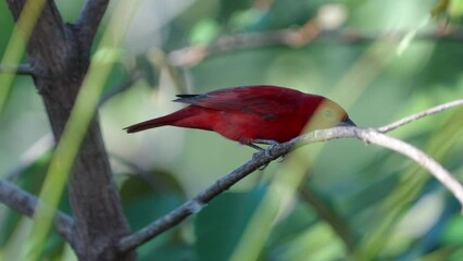 Wall Mural - a high frame rate clip of a male summer tanager perched on a branch at boca tapada in costa rica