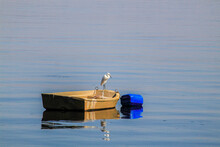 White Egret On A Boat