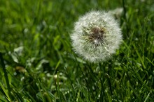 Dandelion In Fluffy White Seed Ball Stage, In Close Up Against Green Grass Background. Selective Focus On Dandelion, Copy Space.